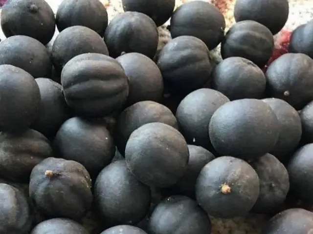 Bulk Black Dried Lemon from Egypt