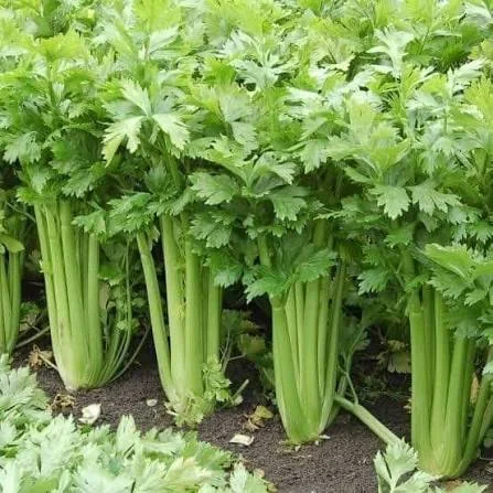 Bulk Celery from Egypt