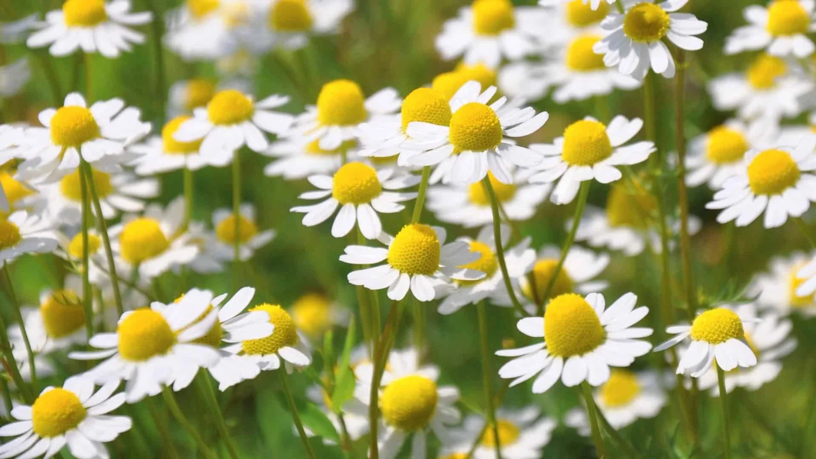 Bulk Chamomile from Egypt