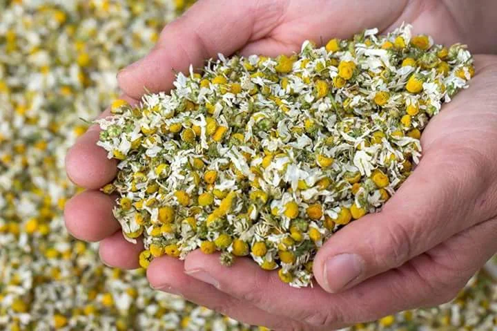 Chamomile thumbnail 2