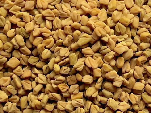Bulk Fenugreek Seeds from Egypt