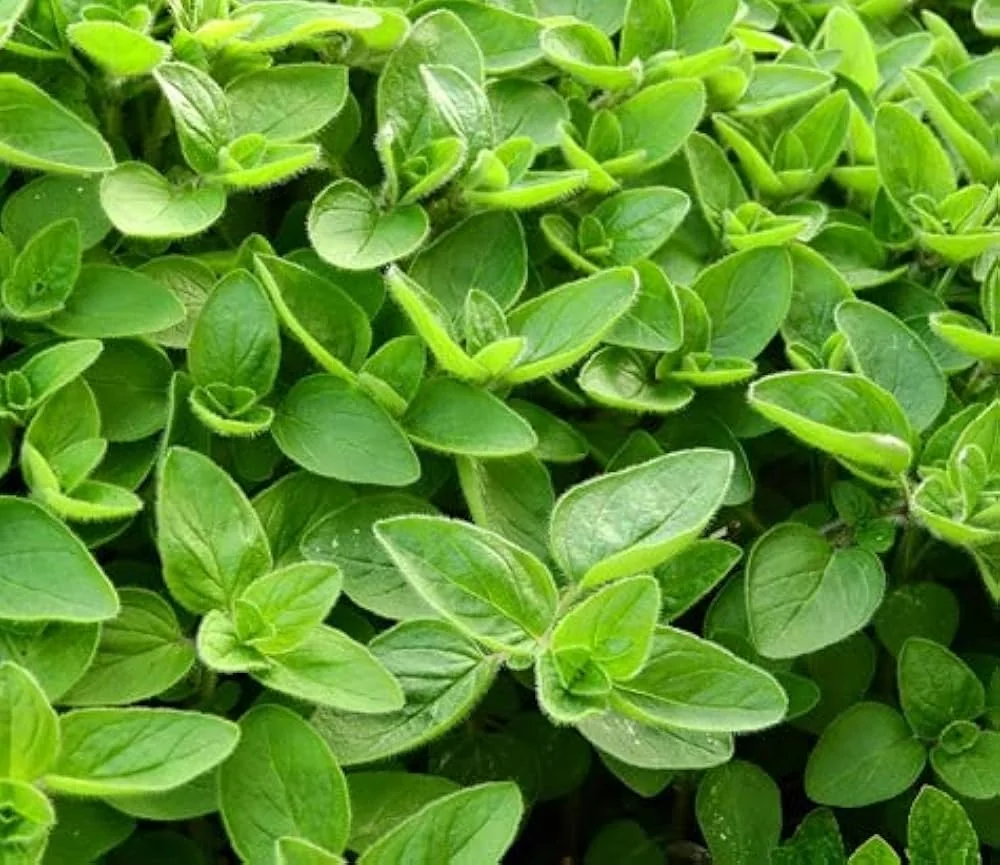 Bulk Marjoram from Egypt