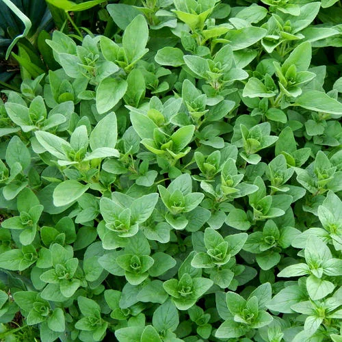 Bulk Oregano from Egypt