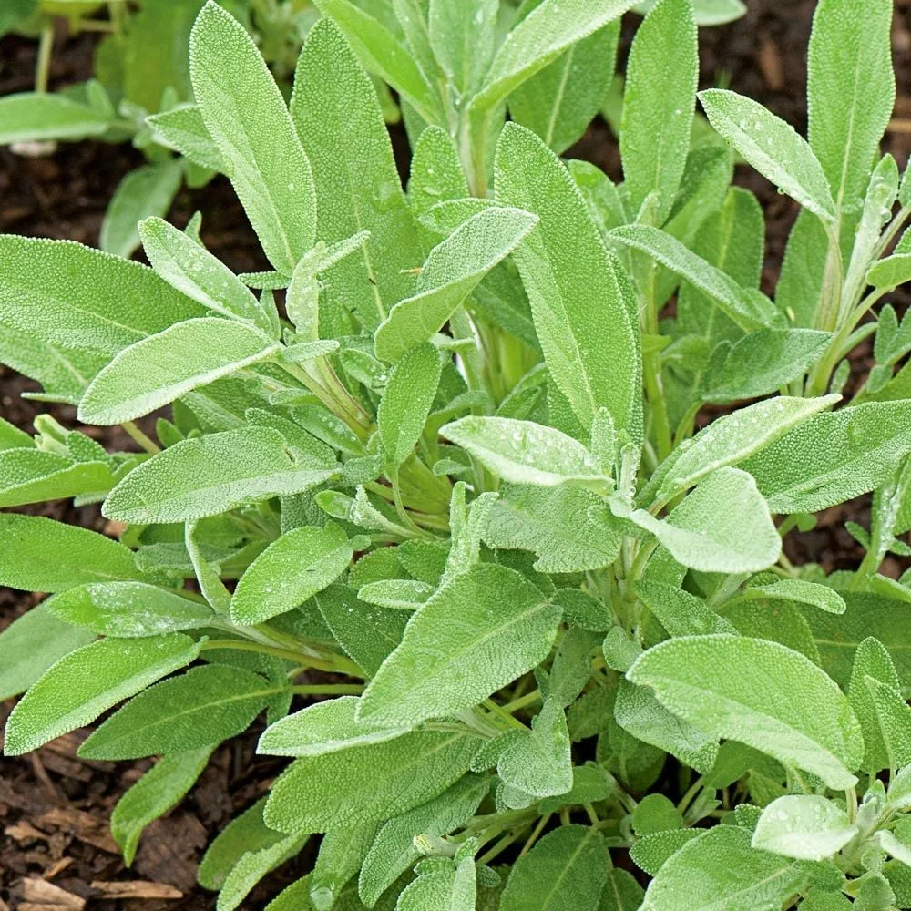 Bulk Sage from Egypt