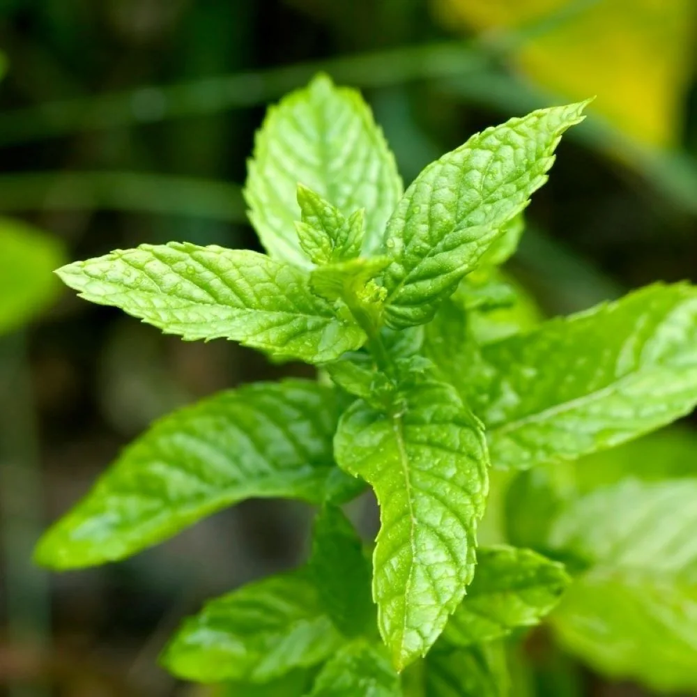 Bulk Spearmint from Egypt